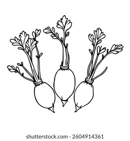 Three Hand-Drawn Turnips with Lush Green Tops