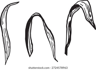Tres gráficas de Vector dibujadas a mano de hojas alargadas y curvas. Cada hoja tiene una forma y textura distintas, mostrando un diseño natural.