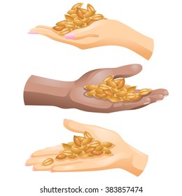 Three hands with barley grains in them on white background / Hands of Caucasian and African American people with barley grains in them 