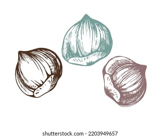 Three hazelnuts on white background. Hand drawn vector illustration.