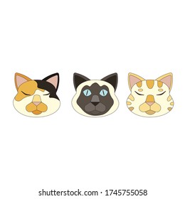 Three cat’s heads in different colorations, tricolored, red tabby and Siamese on white isolated background made as a vector illustration for icons on social networks, prints on clothes or covers.