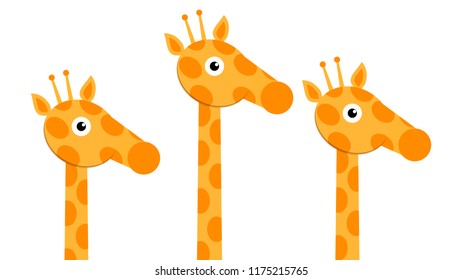 three heads and neck giraffes