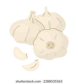 Three heads and two cloves of garlic. A tangy, spicy condiment for cooking. Image of a vegetable isolated on a white background. Vector illustration for farmers and food markets.