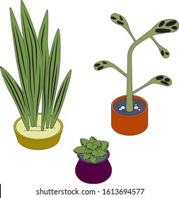 three home plants on white background, design element. Plants hand drawn in isometric style in vector. Office plants in pots.