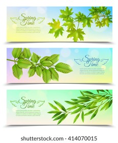 Three horizontal banners with green branches of deciduous trees in sun rays background flat vector illustration 