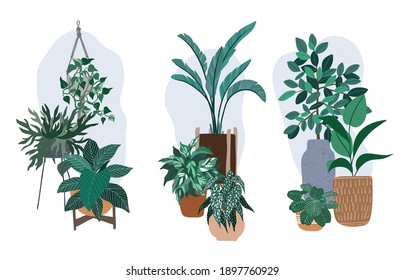 Three house plants compositions, potted tropical plants and ferns, bluish greenery, hand drawn vector flat illustration