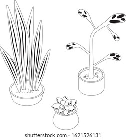 Three house plants on white background. Simple tropical and succulent vector illustration. Hand drawn elements.
