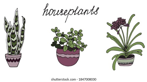 three houseplant.colored decorative vector illustration