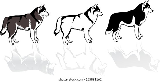 three husky dogs, vector image of various colors