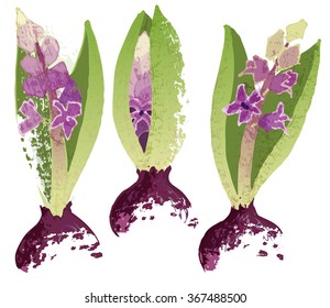 Three hyacinth with bulbs. Botanical style vector illustration.