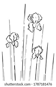Three iris flowers in leaves. Vector pages of coloring books. Hand-drawn illustration. Monochrome floral Wallpaper background. Flower ornament is good for web, printing and stencil