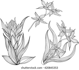 Three isolated black and white flowers. Coloring page.