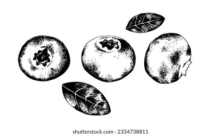 Three isolated blueberries and leaves in an engraving style on a white background. Vector image in vintage style