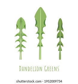 Three isolated different leaves of the Dandelion