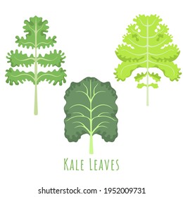 Tres hojas diferentes aisladas del Kale