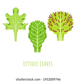 Three isolated different leaves of the Lettuce