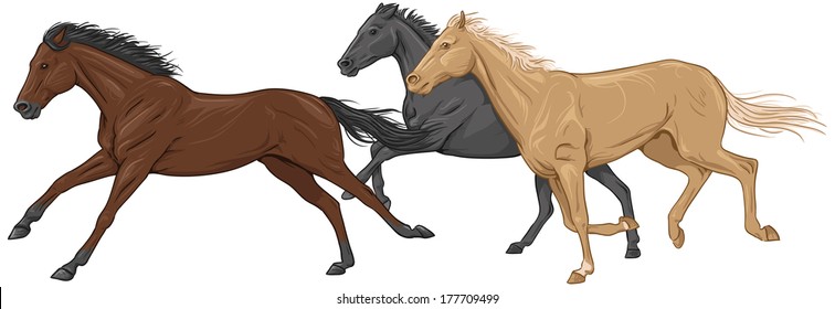 Three isolated galloping horses