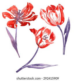 three isolated vector watercolor red flowers of tulips with blue leaves, hand drawn floral design elements