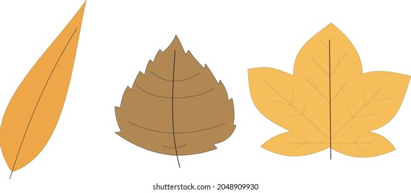 three kinds of shapes and colors of fallen leaves