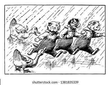 Three kittens are walking in the rain and scared by ducks,  vintage line drawing or engraving illustration