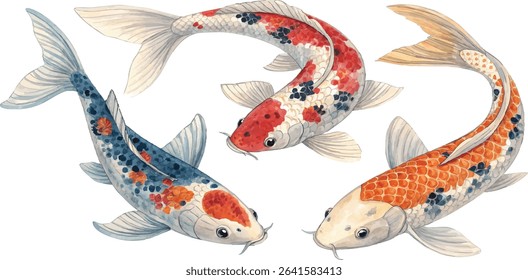 Three Koi fish in different colors, painted in watercolor style, isolated on white background.