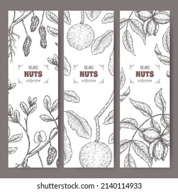 Three labels with carya illinoinensis aka pecan, Bertholletia excelsa aka Brazil nut and Arachis hypogaea aka peanut branch and nuts sketch. Culinary nuts series.