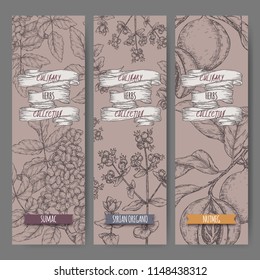 Three labels with Syrian oregano, sumac and nutmeg sketch. Culinary herbs collection. Great for cooking, medical, gardening design.