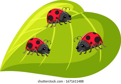 Three ladybugs on green leaf on white background illustration