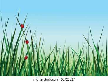 Three ladybugs walking on the green grass against the sky