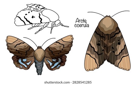 Three large, hand-drawn butterflies. Their forewings are dark brown with jagged bands and contrasting spots, while the hindwings are adorned with blue spots and a blue stripe. Arcte coerula.