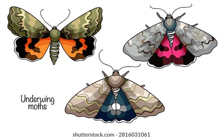 Three large moths with forewings in shades of brown, covered in a wavy, camouflaging pattern. The hindwings are brightly colored, featuring broad bands of black and crimson, orange, and blue.