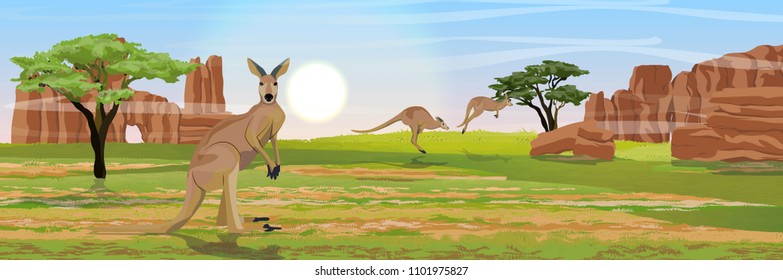 Three large red kangaroos on the Australian plains. Dry grass, rocks, acacia trees and eucalyptus trees. Wild nature of Australia. Realistic vector landscape.