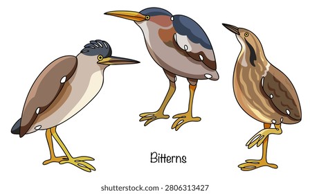 Three large wading birds are hand-drawn in color. They have sturdy bodies, long necks, and sharp, straight beaks. Their plumage is brownish-yellow. A set of birds for various uses.