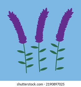 Drei Lavendelblumen, Lavendelspikelets