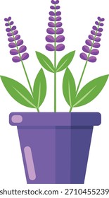 Drei Lavendelstiele mit grünen Blättern in einem violetten Topf, einzeln auf weißem Hintergrund.