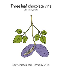 Tres cepas de chocolate de hoja (Akebia trifoliata), plantas medicinales y comestibles. Ilustración de vector botánico dibujada a mano
