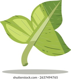 Three leaf clover shamrock icon design illustration
