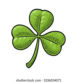 Three leaf clover. Vintage color vector engraving illustration isolated on white background. Hand drawn design element for Saint Patrick's Day poster