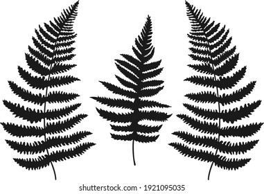  Three leaf fern silhouettes. Black fern leaf set isolated on the white background. Vector illustration.