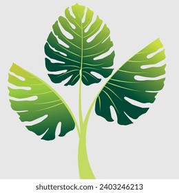 Three leaf Monstera plant vector