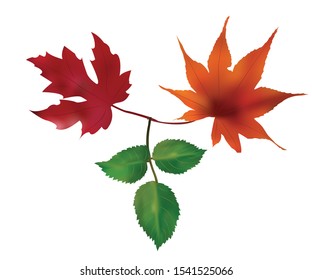 three leaves, against a white background, vector, eps 10