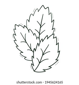 Three leaves with jagged edges like mint. Contour doodle sketch dark green white. Isolated vector drawing on a white.