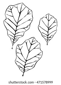 Three leaves vector art illustration for seasonal organic designs