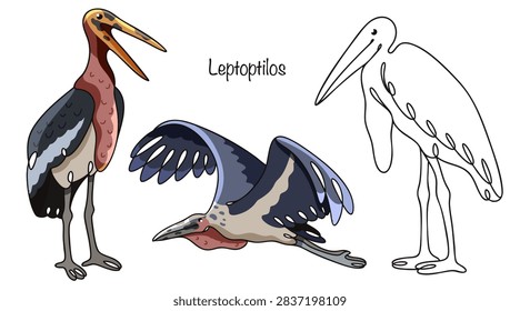 Three Leptoptilos are drawn by hand. They have massive bodies, long legs, and huge beaks. A large, leathery throat pouch hangs beneath the beak, and their heads and necks are almost devoid of feathers