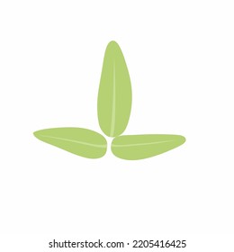 Three light green leaves with a white background