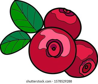 Three lingonberry berries with two green leaves. Berries from the forest. Large ripe fruits. Color vector graphics. Icon.