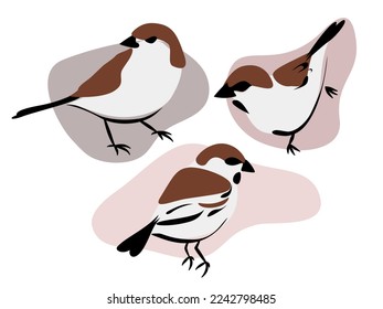 Three little birds. Sparrow isolated on white background. Vector cartoon close-up illustration.