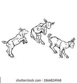 Three little goats jumping and frolicking