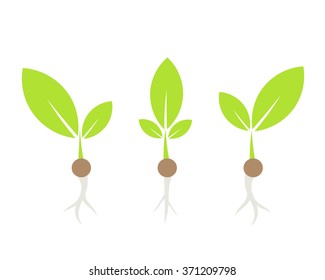 Three little plants. Vector illustration