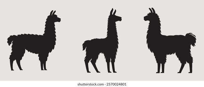 Three llama silhouettes in various standing positions, featuring woolly bodies and upright ears, displayed on a simple gray background in a minimalist vector style